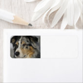 Miniature American Shepherd Blue Merle second (Insitu)