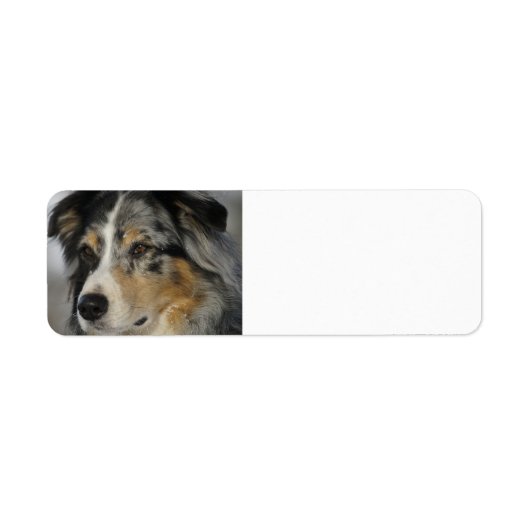 Miniature American Shepherd Blue Merle second (Vorne)