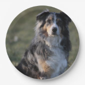 Miniature American Shepherd Blue Merle Sitting Pappteller (Vorderseite)
