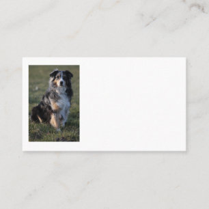 Miniature American Shepherd Blue Merle Sitzend Visitenkarte