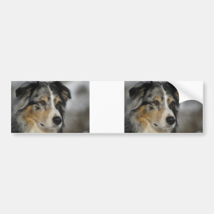 Miniature American Shepherd Blue Merle zweite Autoaufkleber