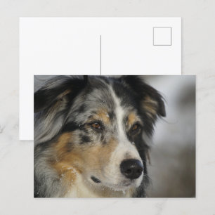 Miniature American Shepherd Blue Merle zweiter Postkarte