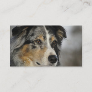 Miniature American Shepherd Blue Merle zweiter Visitenkarte