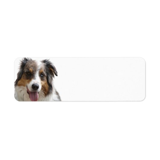 Miniature American Shepherd Merle (Vorne)