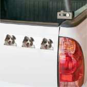 Miniature American Shepherd Merle Autoaufkleber (Auf Lkw)