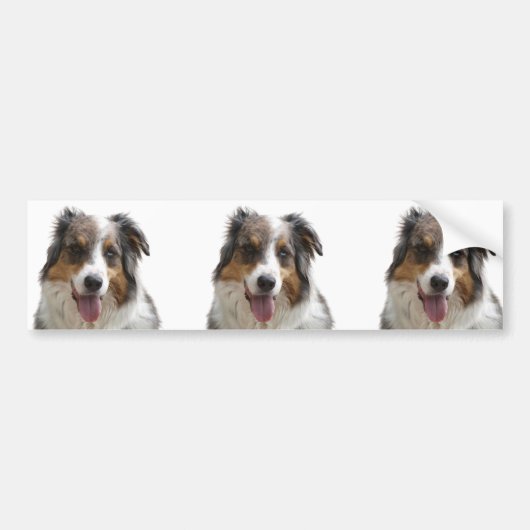 Miniature American Shepherd Merle Autoaufkleber (Vorne)