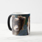 miniature american shepherd red tri verwandlungstasse (Vorderseite Links)