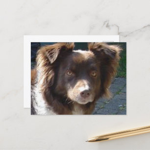 Miniature American Shepherrd Red Tri Postkarte