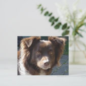 Miniature American Shepherrd Red Tri Postkarte (Stehend Vorderseite)