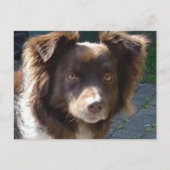 Miniature American Shepherrd Red Tri Postkarte (Vorderseite)