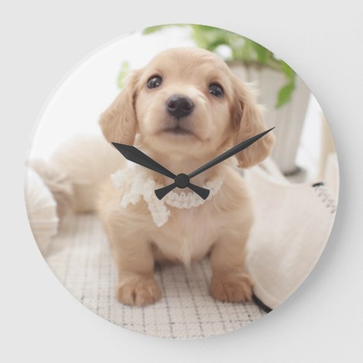 Miniature Dachshund Große Wanduhr (Vorderseite)