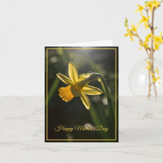 Miniature Daffodil Mother's Day Karte