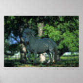 Miniature Horse Standing in the Trees Poster (Vorne)