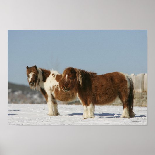 Miniature Horses Standing in the Snow Poster (Vorne)
