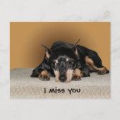 Miniature Pinscher aka Min Button Postkarte (Vorderseite)