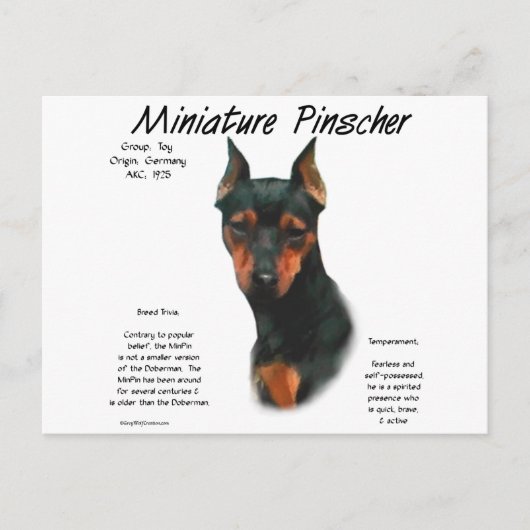Miniature Pinscher (blk/rust) Historie Design Postkarte (Vorderseite)