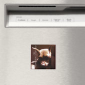 Miniature Pinscher Magnet (In Situ (Geschirrspüler))