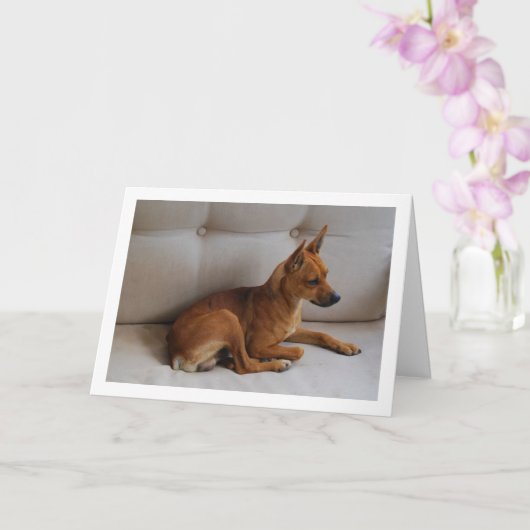 Miniature Pinscher Portrait Karte (Orchidee)