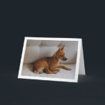 Miniature Pinscher Portrait Karte<br><div class="desc">Miniature Pinscher Portrait Greeting Card. You can easily customize this product for free if you would like to add wording or change the color of the background.</div>