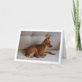 Miniature Pinscher Portrait Karte (Vorderseite)