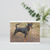 Miniature_pinscher Postkarte (Stehend Vorderseite)