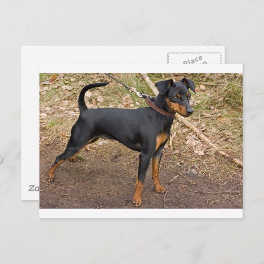 Miniature_pinscher Postkarte (Vorne/Hinten)