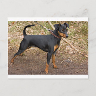 Miniature_pinscher Postkarte