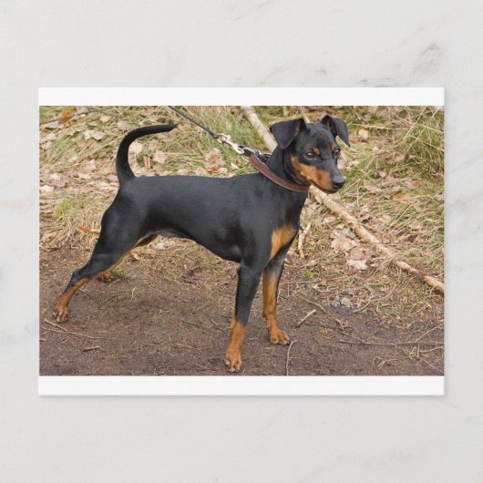 Miniature_pinscher Postkarte (Vorderseite)