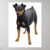 Miniature Pinscher Print Poster (Vorne)