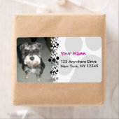 Miniature Schnauzer Foto (Insitu)