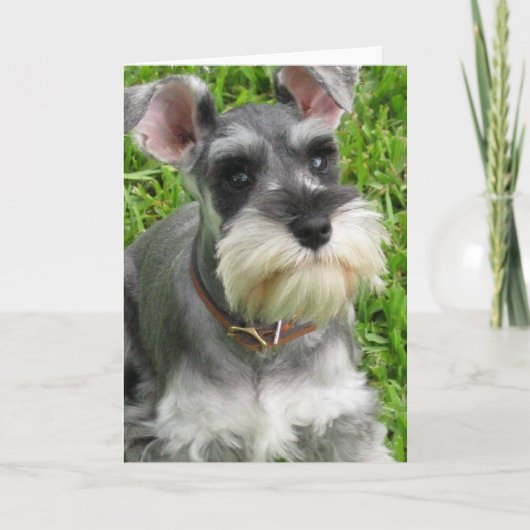 Miniature Schnauzer Grußkarte Karte (Vorderseite)