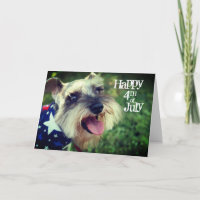 Miniature Schnauzer Happy 4. Juli