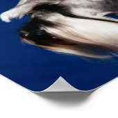 Miniature Schnauzer Head Study Poster (Ecke)