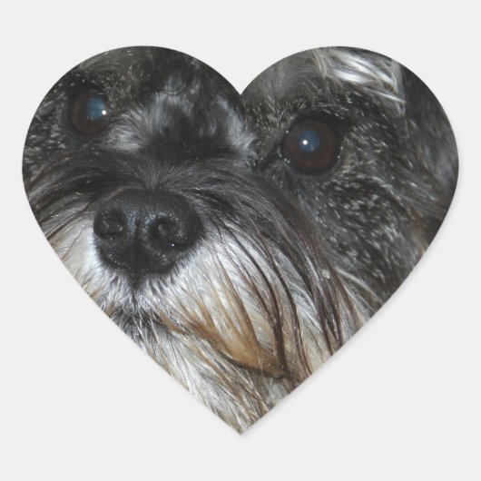 Miniature Schnauzer Herz-Aufkleber (Vorderseite)