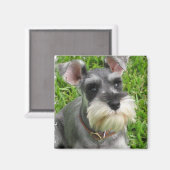 Miniature Schnauzer Magnet (Vorderseite/Rückseite)