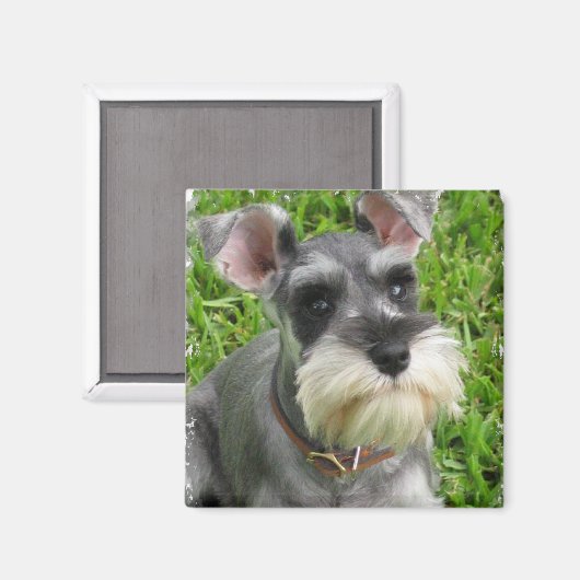Miniature Schnauzer Magnet (Vorderseite/Rückseite)