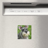 Miniature Schnauzer Magnet (In Situ (Geschirrspüler))