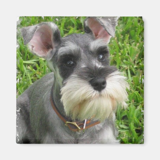 Miniature Schnauzer Magnet (Vorne)