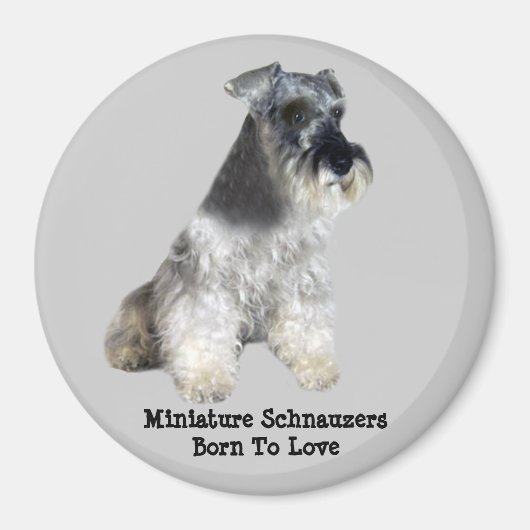 Miniature Schnauzer Magnet (Vorne)