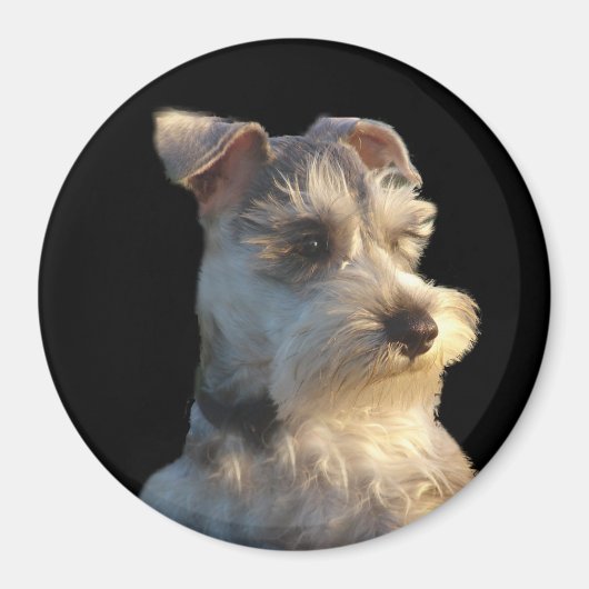 Miniature Schnauzer Magnet (Vorne)