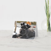 Miniature Schnauzer Note Card #4 - leer Karte (Vorderseite)