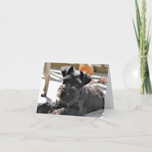 Miniature Schnauzer Note Card #4 - leer Karte (Vorderseite)