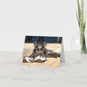 Miniature Schnauzer Note Card #6 - leer Karte