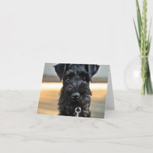 Miniature Schnauzer Note Card Nr. 3 - leer Karte
