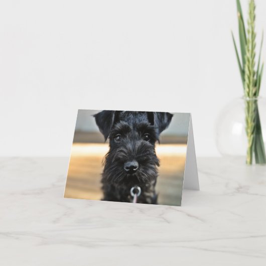 Miniature Schnauzer Note Card Nr. 3 - leer Karte (Vorderseite)