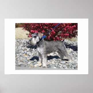 Miniature Schnauzer Poster