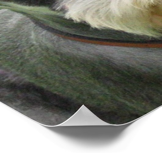 Miniature Schnauzer Poster (Ecke)