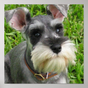Miniature Schnauzer Poster
