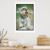Miniature Schnauzer Poster (Küche)