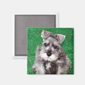 Miniature Schnauzer Puppy Magnet (Vorderseite/Rückseite)